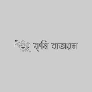 বারি আলু-৫০