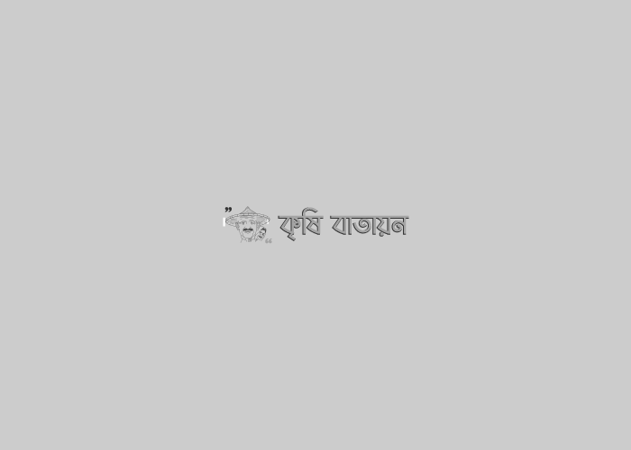 ধানের বাদামী গাছ ফড়িং  এর ক্ষতি থেকে রক্ষা পেতে হলে