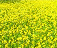 সরিষার বালাই ব্যবস্থাপনা :