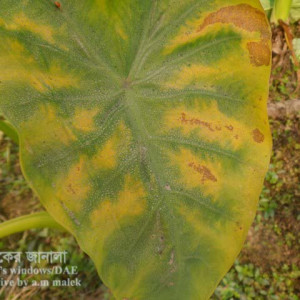 কচুর ব্লাইট রোগ