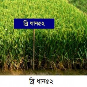 ব্রি ধান৫২