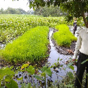 প্রতাপ ব্লক, নলছিটি, ঝালকাঠি। (2)
