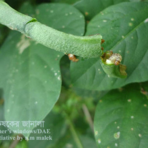 বরবটির ফল ছিদ্রকারী পোকা